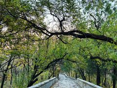 -阳台山自然风景区