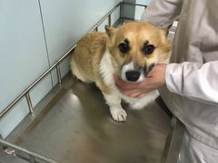 -中农大我爱我爱24h动物医院·中医针灸·猫专科·骨科医疗中心(双井店)