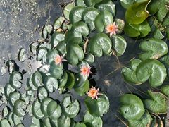 -白鹭湾湿地公园