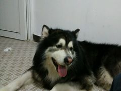 android_upload_pic-唐小姐の猫狗洗护·购宠旗舰店(周浦万达店)
