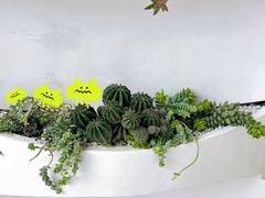 -南山植物园