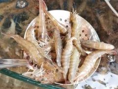 -同道蒸汽海鲜烧烤自助(刘庄夜市店)