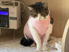 -北京观赏动物医院·24小时大型综合·猫专科·异宠专科