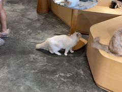 -瞄一喵猫咖(格力海岸店)