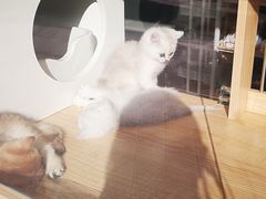 -PETKIT 小佩宠物·德文赛凯猫舍
