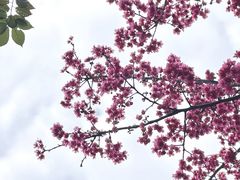 -广州市流溪河国家森林公园