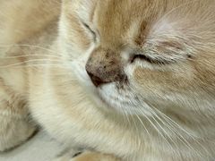 -爱洗澡的猫(天河路店)