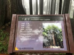 -阿里山神木遗迹
