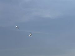 -盐城丹顶鹤湿地生态旅游区