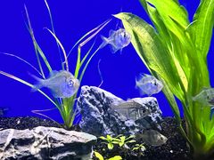 -上海海洋水族馆
