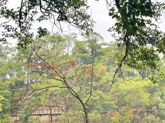 -广州市流溪河国家森林公园