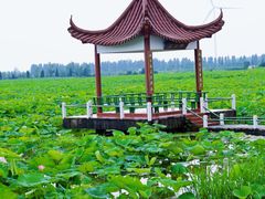 -荷花荡