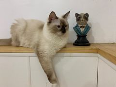 -李小姐の猫咖啡馆(五角场店)