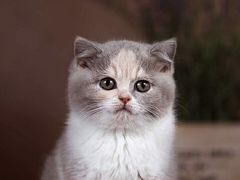 猪蹄-新桥方记猪蹄
