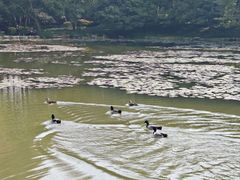 -杭州植物园