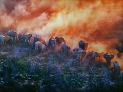 -罗红摄影艺术馆