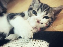 -猫大福·Fortune Cat猫舍(百子湾店)