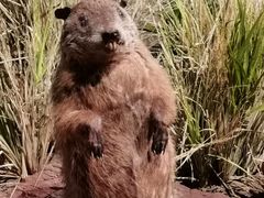 -陕西自然博物馆