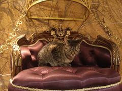 -more than meow吴止猫主题餐厅(承德 中船汇店)