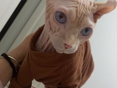 -宠爱国际动物医院· 猫科· 外科·中兽医(长白店)