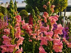 -上海浦江郊野公园·1号停车场