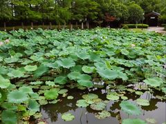 -金银湖国家城市湿地公园