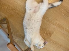 -猫咪派对(江南西店)
