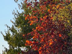 -北京西山国家森林公园