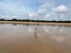 -日照海滨国家森林公园