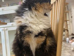 -楼上猫咖(罗湖店)