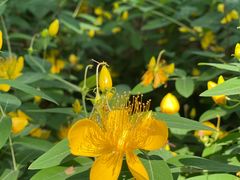 -徐家汇源景区-衡山公园