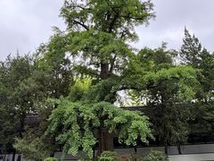 -苏州文庙(姑苏区)