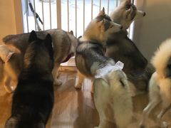 -Husky Go! 哈士奇体验馆·宠物咖啡厅狗咖