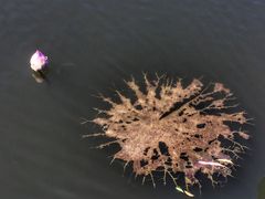 -荷塘月色湿地公园·向阳花洲