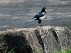 -白塘生态植物园