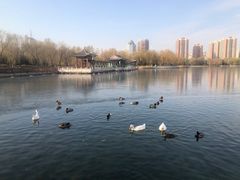 -莲花池公园