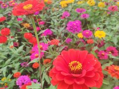 -紫颐香薰山谷景区