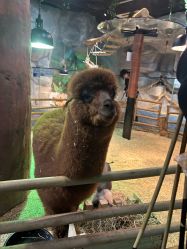 -Zoolung Zoolung动物主题公园(海信广场店)