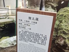 -东山雕花楼