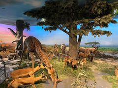 -国家自然博物馆