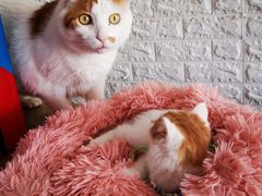 -平行世界·猫咖(首经贸店)