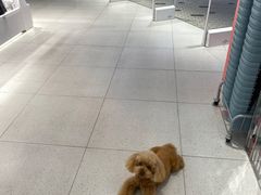 -华香鹅快餐店