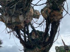 -奥兰多迪士尼动物王国乐园