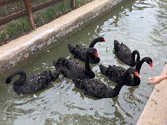 -南戴河国际娱乐中心