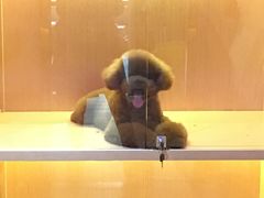 -Pets First伊珊娜洗护·精致美容·家庭式寄养(新会路店)