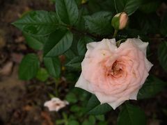 -合肥滨湖国家森林公园