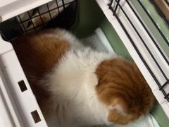 -宠福鑫康馨动物医院·骨科·眼科