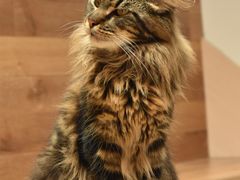 -瞄一喵猫咖(格力海岸店)