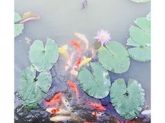 -大湾区中央湿地公园