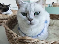-怪兽屋·羊驼·猫咖·狗咖(俊华广场店)